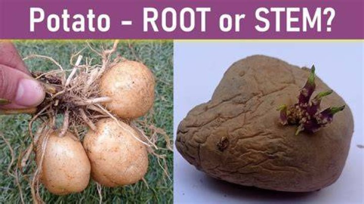 Are potatoes a root or a fruit?