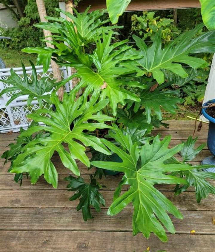 Can you cut back a split leaf philodendron