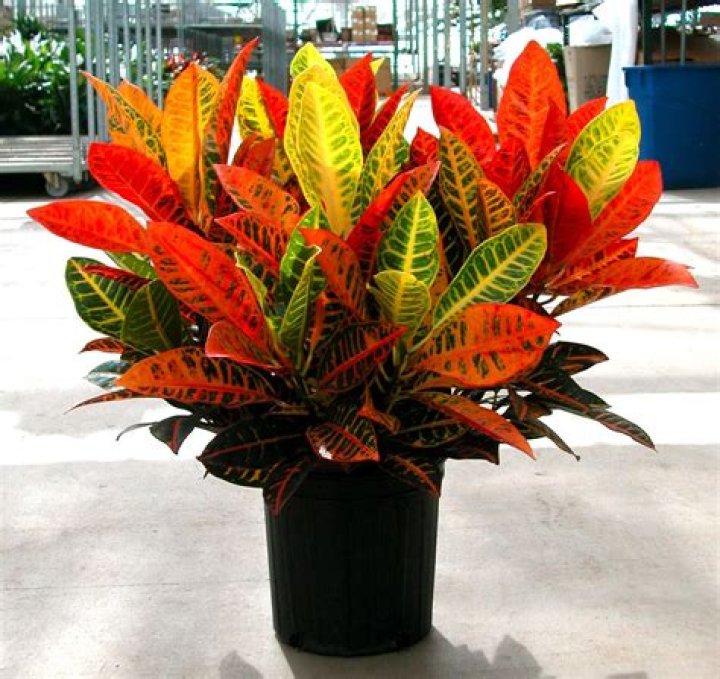 croton petra
