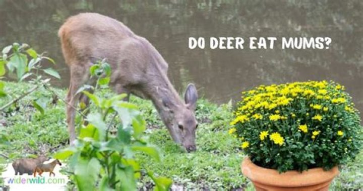 Do animals eat mums
