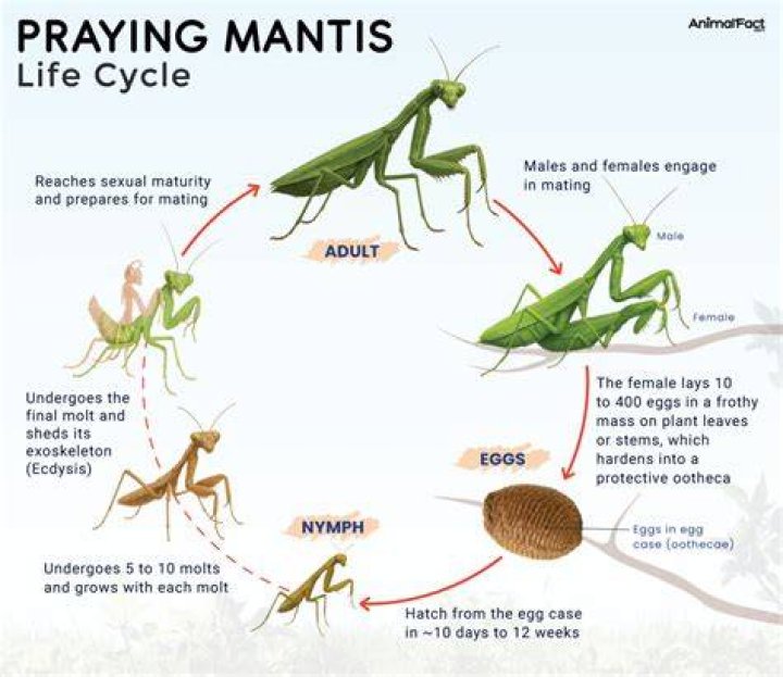 Do praying mantis have muscles
