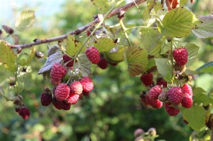Do raspberry plants have a lifespan