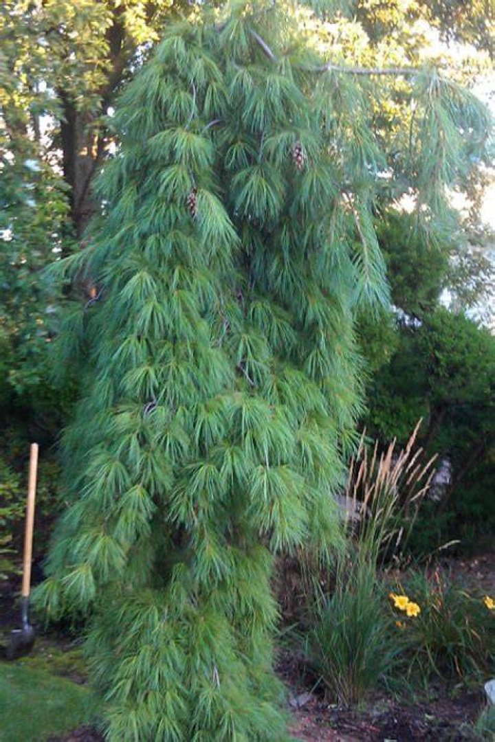 Droopy Pine Tree - How To Discuss