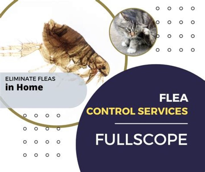 Flea exterminator - How To Discuss