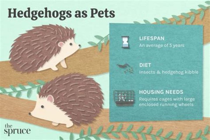 How to care for a hedgehog