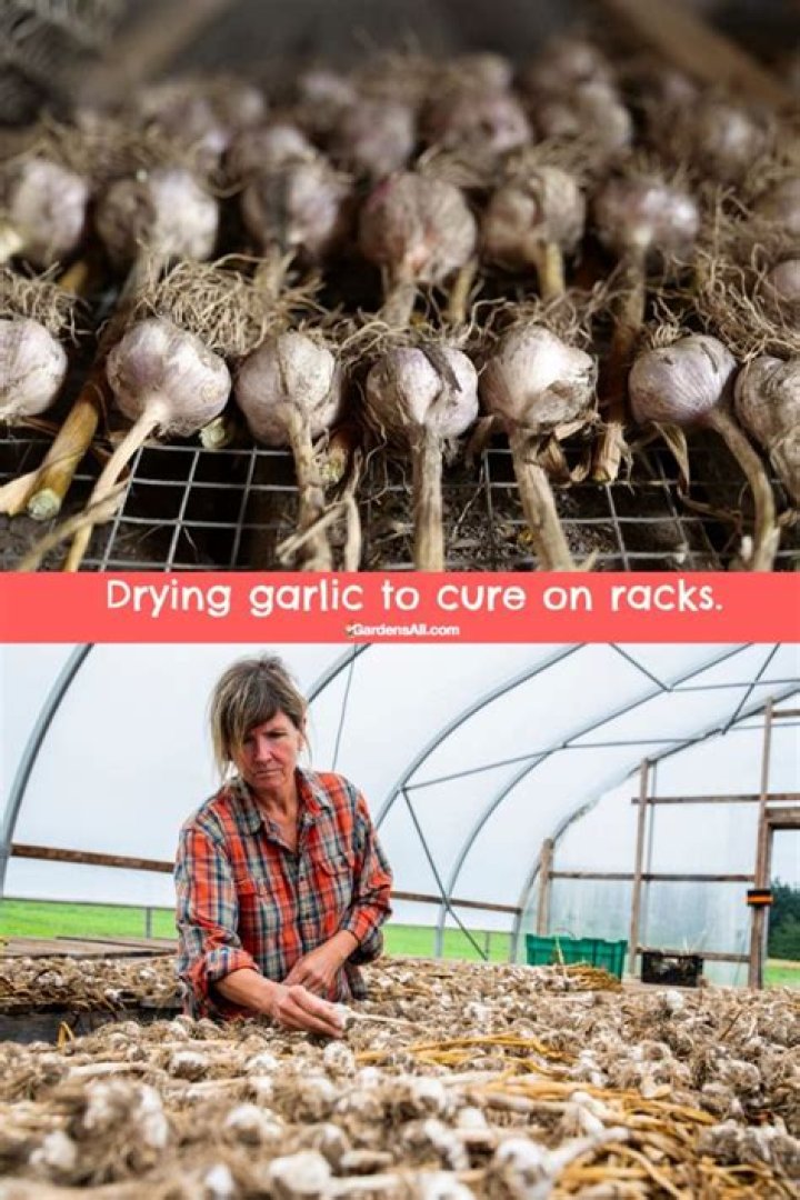 how to dry garlic