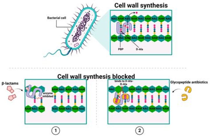 Is peptidoglycan in all bacteria