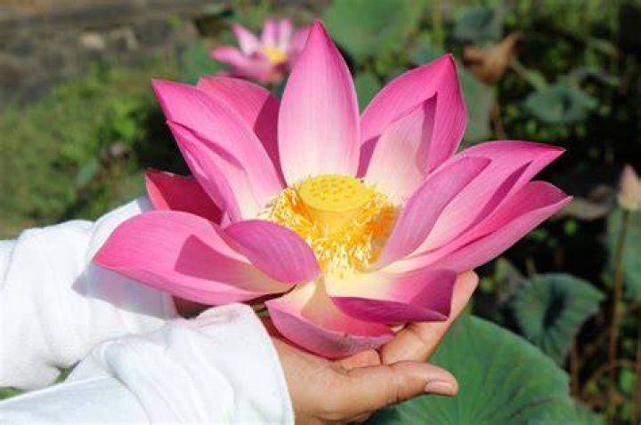 lotus flower