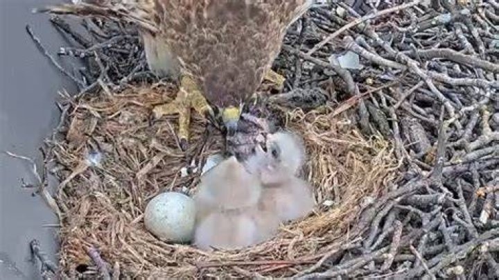 newly hatch baby hawk