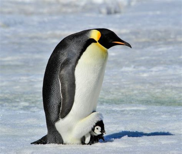 penguin