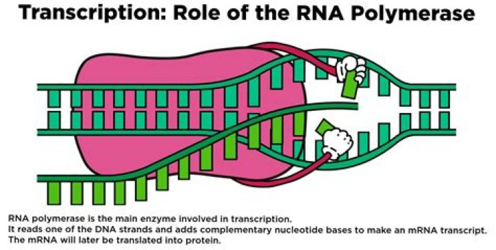 rna polymerase