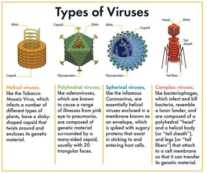 virus - How To Discuss