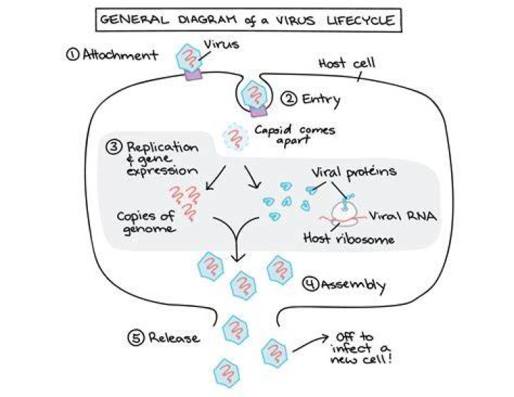 Viruses - How To Discuss