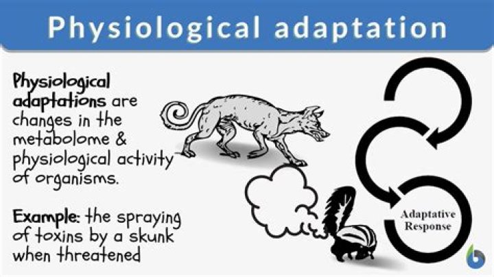 What is a physiological adaptation