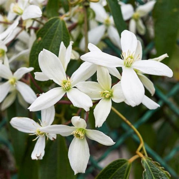 What pruning group is Clematis montana
